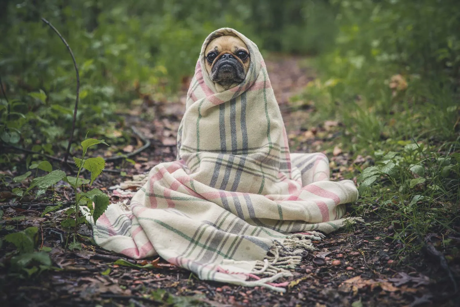 A pug wrapped in a blanket