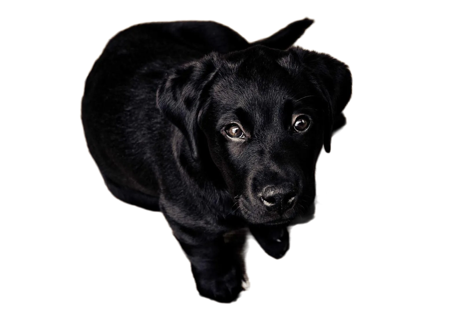 The puppy, its background removed